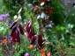 Dierama pulcherrimum ex 'Blackbird' - small image 3