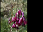 Dierama pulcherrimum ex purple - small image 3