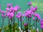 Dodecatheon meadia AGM - small image 3