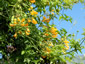 Eccremocarpus scaber 'Tangerine' - small image 3