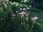 Echinacea pallida - small image 3