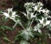 Eryngium giganteum 'Silver Ghost' - small image 3