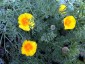 Eschscholzia californica coastal form - small image 3