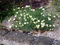 Eschscholzia californica 'Alba' - small image 3