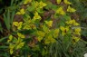 Euphorbia ceratocarpa - small image 3