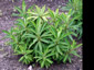 Euphorbia mellifera - small image 3