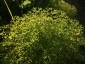Euphorbia stricta - small image 3