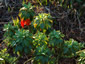 Euphorbia stygiana - small image 3