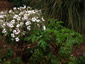 Geranium maderense 'Alba' - small image 3