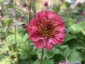 Geum 'Bell Bank' - small image 3