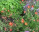 Geum magellanicum - small image 3
