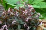Gillenia trifoliata 'Pink Profusion' - small image 3