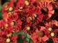 Helenium autumnale 'Helena Red Shades' - small image 3