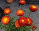 Helichrysum bracteatum 'King Size Fireball' - small image 3
