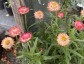 Helichrysum bracteatum 'King Size Salmon Rose' - small image 3
