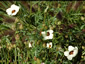 Hibiscus trionum - small image 3