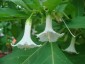 Iochroma australe white - small image 3