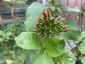 Iochroma fuchsioides - small image 3