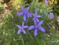 Isotoma axillaris - small image 3