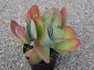 Kalanchoe 'Bronze Sculpture' - small image 3