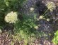 Laserpitium gallicum - small image 3