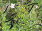 Lathyrus niger - small image 3