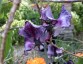 Lathyrus odoratus 'Nimbus' - small image 3