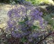 Limonium latifolium - small image 3