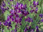 Linaria aeruginea 'Lindeza Violet' - small image 3