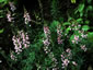 Linaria purpurea 'Canon Went' - small image 3