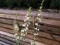 Linaria purpurea 'Springside White' - small image 3