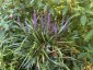 Liriope muscari AGM - small image 3