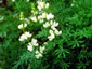 Lupinus arboreus white - small image 3