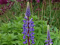 Lupinus polyphyllus from Kashmir - small image 3