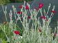 Lychnis coronaria 'Blood Red' - small image 3