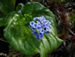 Myosotidium hortensia - small image 3