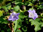 Nicandra physalodes 'Violacea' - small image 3