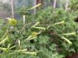 Nicotiana paniculata - small image 3