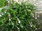 Nicotiana suaveolens - small image 3