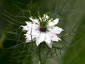 Nigella damascena 'Alba' - small image 3