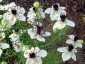 Nigella papillosa 'African Bride' - small image 3