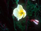 Oenothera odorata - small image 3