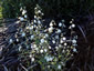 Omphalodes linifolia - small image 3