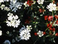 Orlaya grandiflora - small image 3