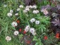 Osteospermum 'Sunny Bronze' - small image 3