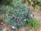 Paeonia cambessedesii AGM - small image 3