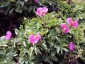 Paeonia mascula ssp russoi - small image 3