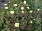 Paeonia mlokosewitschii AGM - small image 3