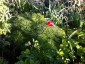 Paeonia tenuifolia - small image 3