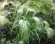 Panicum elegans 'Frosted Explosion' - small image 3